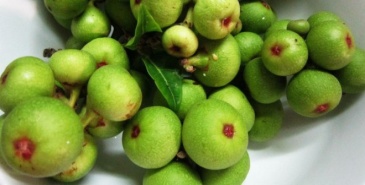 Bài thuốc trị bệnh từ quả sung